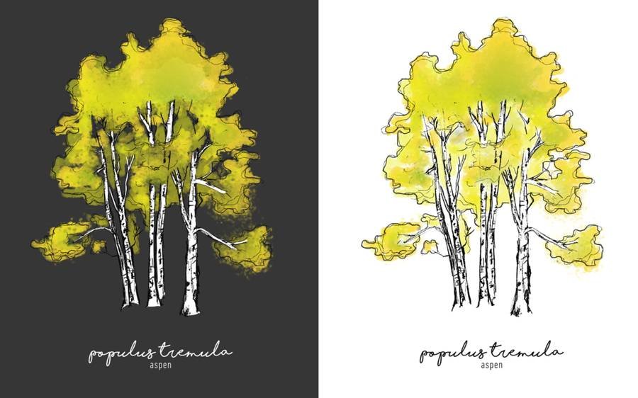 Populus Tremula